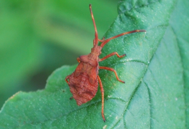 Coreidae: Coreus marginatus diell''Emilia (BO)